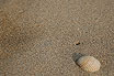 Conchiglia Sulla Spiaggia Di Jesolo